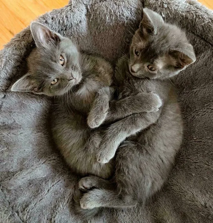How Could I Not Adopt Both