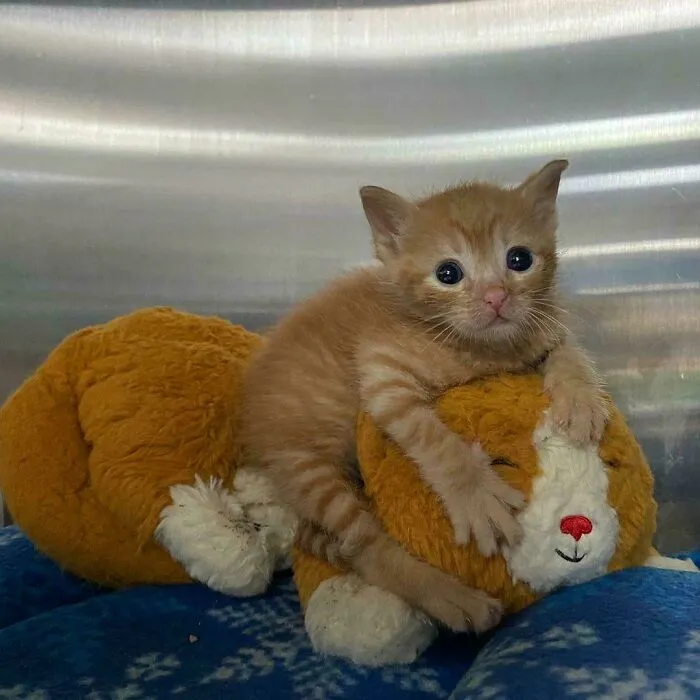 Our Newest Family Member, Whom I'll Be Adopting And Bringing Home On Monday, Still Deciding On What Will I Call Him