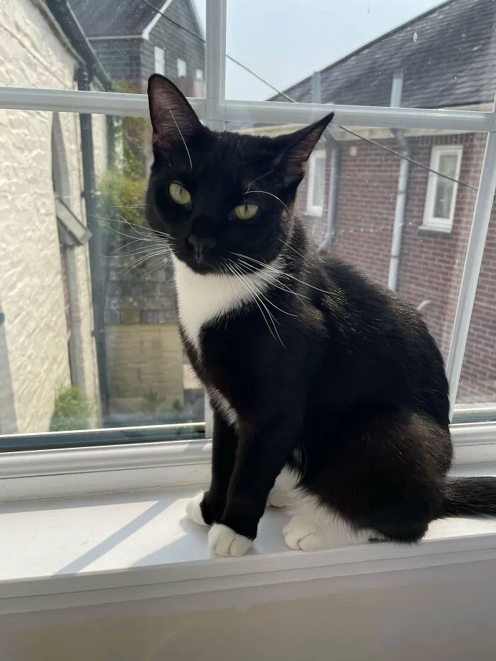 My First Ever Cat