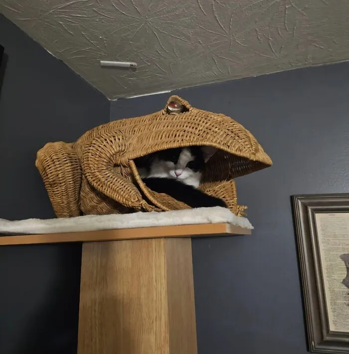 30 Times Creative People Came Up With Cool DIY Ideas To ‘Catify’ Their Homes