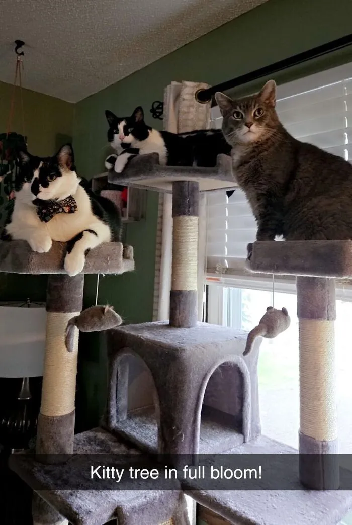 30 Times Creative People Came Up With Cool DIY Ideas To ‘Catify’ Their Homes