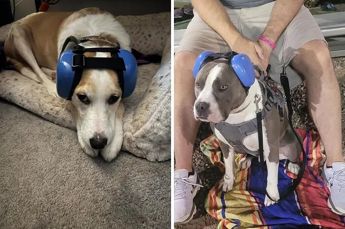 Shield Your Furry Friend's Sensitive Ears From The Loud Noises Of Fireworks And Summer Festivities With <a Style="Display:inline;" Href="Https://Www.amazon.com/Deryep-Dhp03-Earmuffs-Hearing-Protection/Dp/B09llwhvyz?dib=eyj2ijoimsj9.hoerqa4fr4faqxruadsp3hzxktbhixmo0wp4ogbq2xkpe0ziltbjwhziwhzio4zd4tae5ejxzujgptvaxtcag_l1lj8scvttyh2mabpyfjx2b0qf5qk-9atlc9nwnjfdhund-Sli7txoxmpbhe3h5vjl8wflw7cbo7qsv5jgf46mdpwxbclwgvomqvjdqe3mnt6ehndyx7nt1nvllbr1thy_dhaooty-Bs-Bmufsx0rsvnyif4bg0zfld92x8chz24stqcpwbwojbmajp6hglnpnftkplimmdefkfj_u84u.aynciy1x7rut48oq-Ss3fjb8f1vtuscmw8mkc_fyn0u&dib_tag=se&keywords=noise+cancelling+headphones+for+dogs&qid=1719567132&sr=8-2&linkcode=ll1&tag=bplemur-20&linkid=394da5ec0667a8ebb554f3dcfbb17023&language=en_us&ref_=as_li_ss_tl"_blank"><span Style="Font: Inherit; Color: #d74b1f;"> Hearing Protection For Dogs</Span>, Designed For Comfort And Noise Reduction