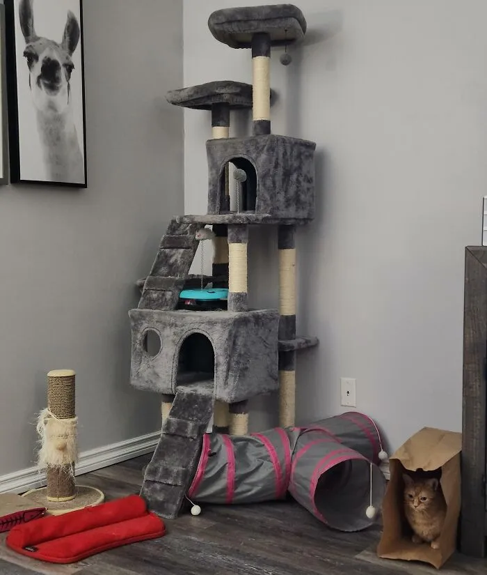 Told My Wife My Cat Doesn't Need Expensive Toys. Cat Proves My Point