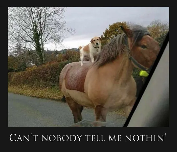 ‘Animals With Vibing Auras’: 50 Hilarious Pics Of Creatures Doing Random Things
