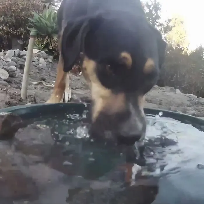 Esta mujer puso una fuente de agua con una cámara en su jardín, y aquí tienes 24 nuevas fotos de quienes la visitan regularmente