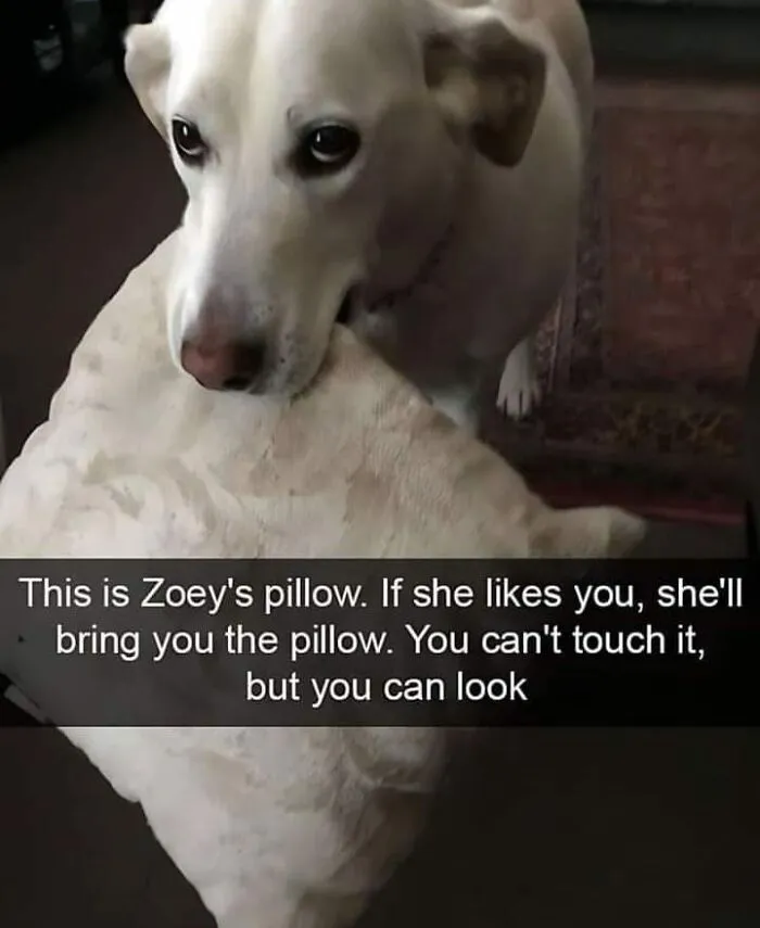 50 Soul-Healing Dog Memes That Are Cute And Funny At The Same Time