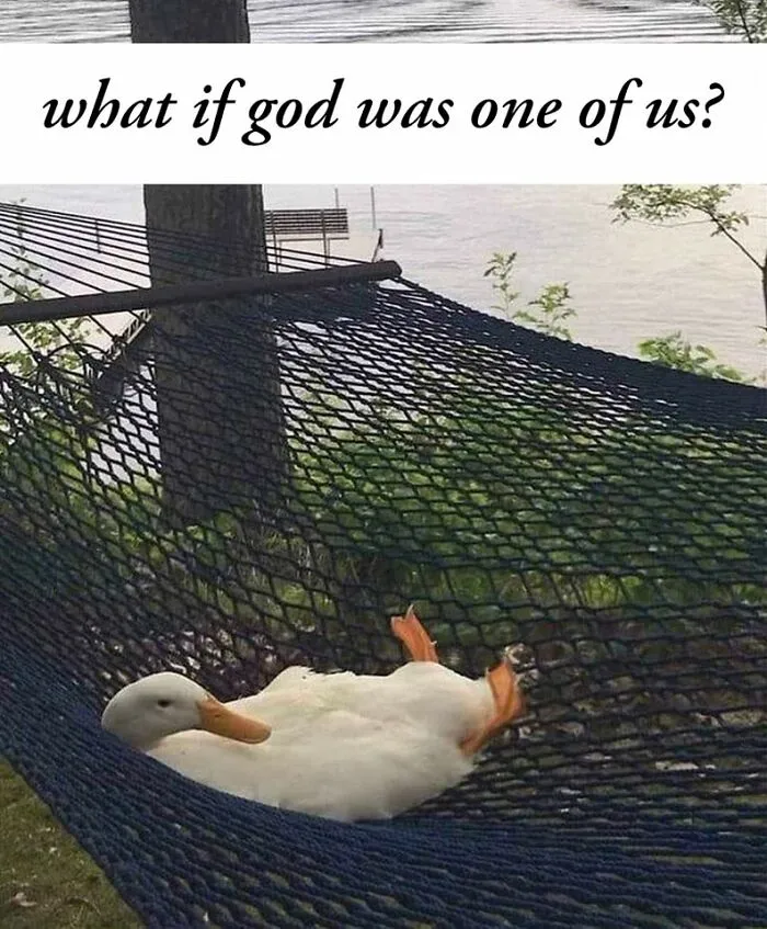 ‘Animals With Vibing Auras’: 50 Hilarious Pics Of Creatures Doing Random Things