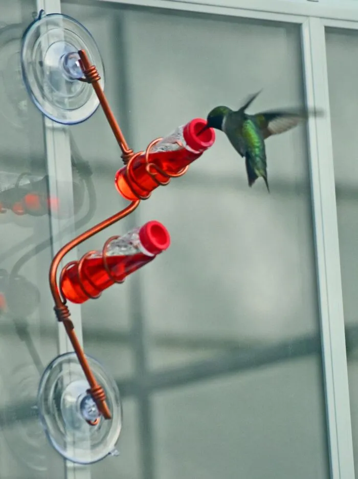  <span Style="Font: Inherit; Color: #d74b1f;"> Geometric Window Hummingbird Feeder</Span>: A Modern Masterpiece That Attracts Feathered Jewels