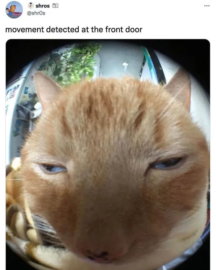 If You're Having A Rough Day, These 50 Wholesome Cat Pics And Memes May Cheer You Up