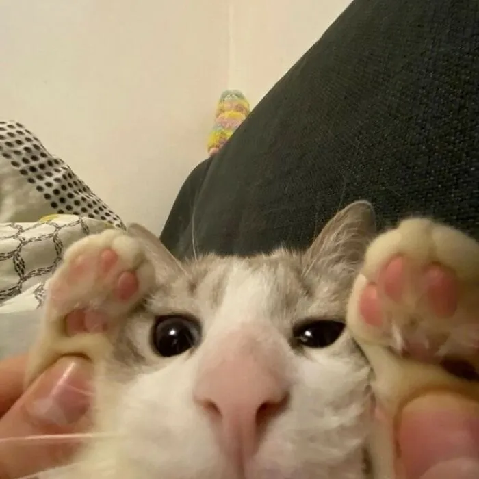 50 Magical Photos That Prove Cats Are Truly A Blessing, As Shared On This Instagram Page