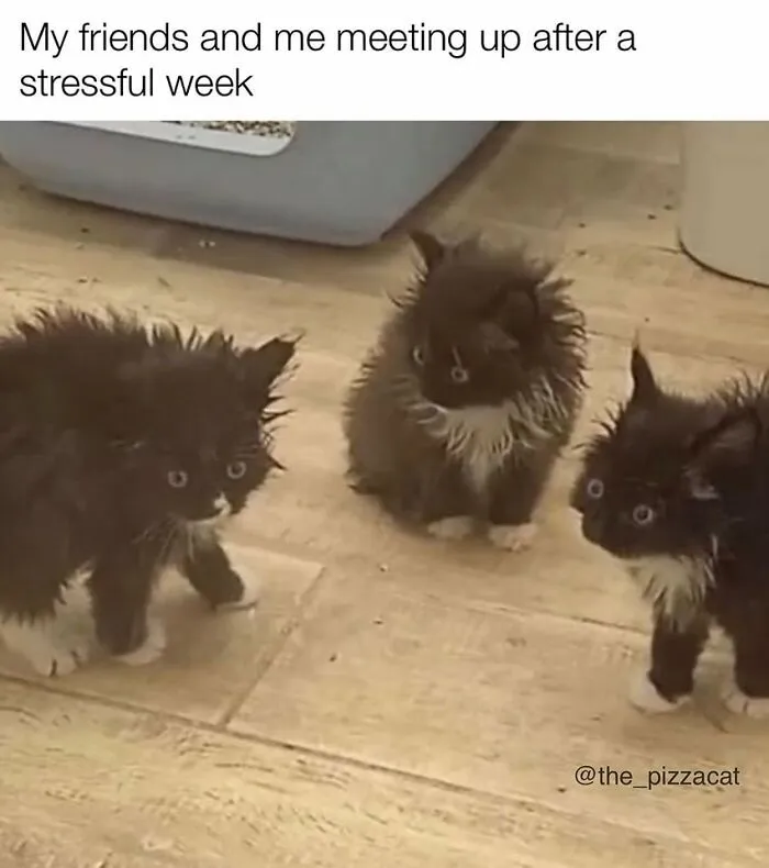 ‘Animals With Vibing Auras’: 50 Hilarious Pics Of Creatures Doing Random Things