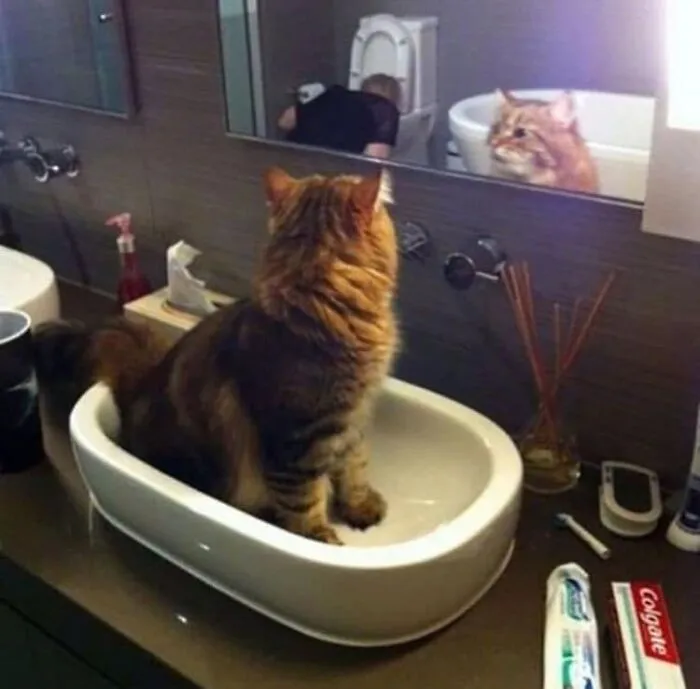 26 Fotos de gatos adorables para animarte si llevas un mal día
