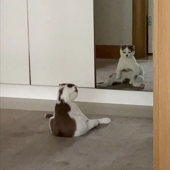 50 Magical Photos That Prove Cats Are Truly A Blessing, As Shared On This Instagram Page