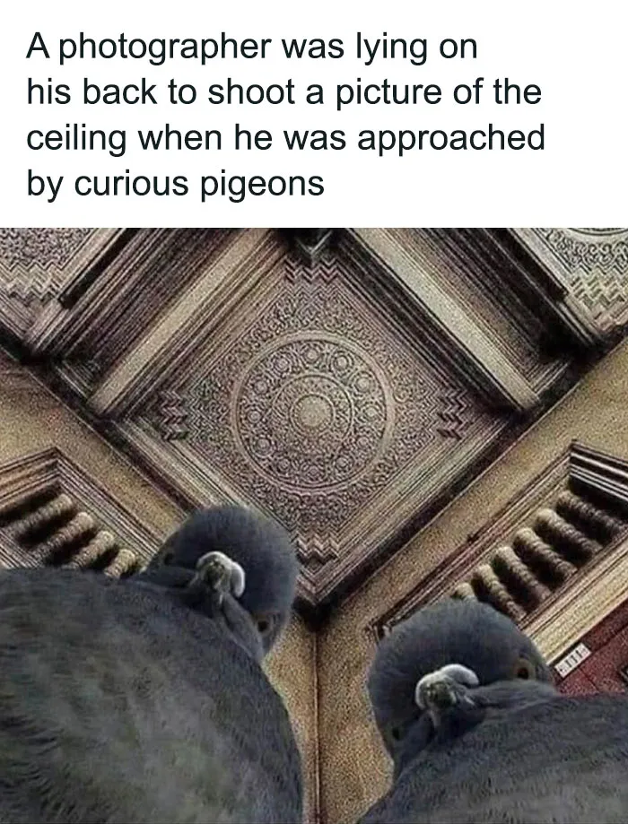 50 Hilarious Memes To Brighten Up Your Day