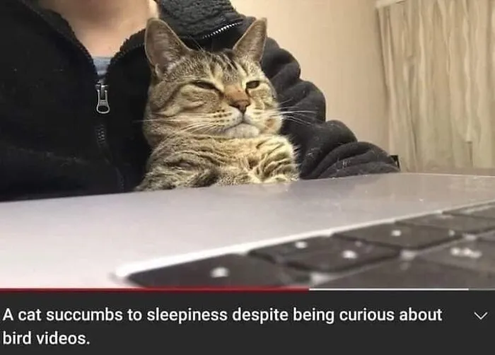 If You're Having A Rough Day, These 50 Wholesome Cat Pics And Memes May Cheer You Up