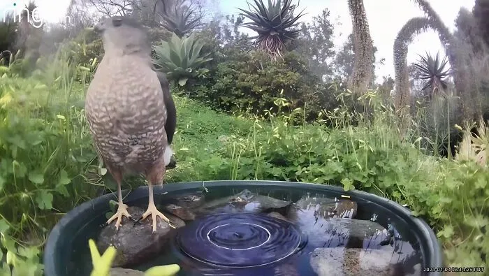 Esta mujer puso una fuente de agua con una cámara en su jardín, y aquí tienes 24 nuevas fotos de quienes la visitan regularmente