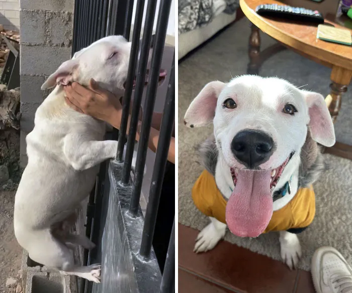 From Being Dumped On A Construction Site To A Couch Potato Who Wears A Cozy Winter Jacket For Walks 
