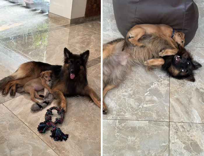 My German Shepherd And The Stray Puppy I Was Afraid He Wouldn’t Get Along With