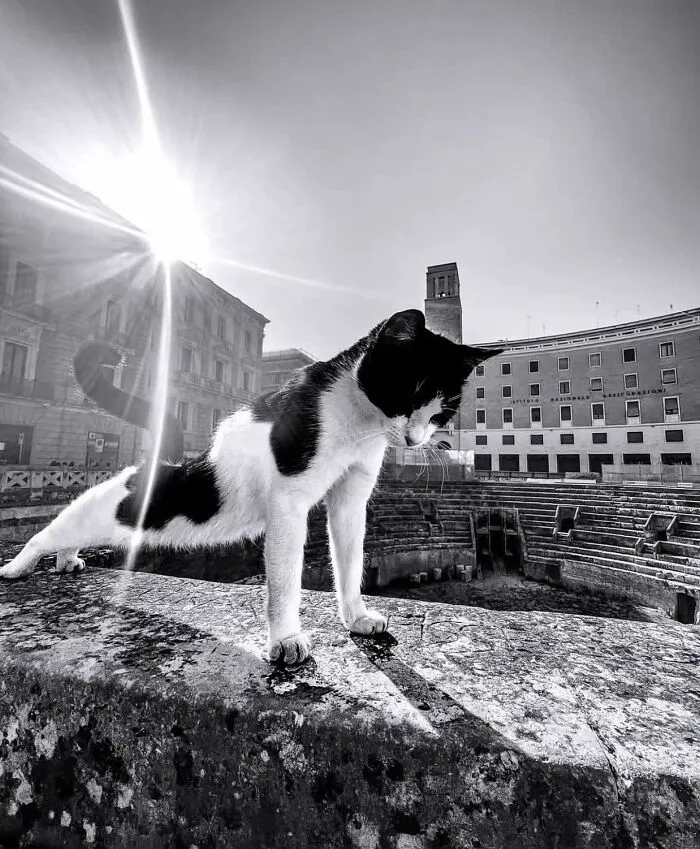 This Account Shared 29 Amusing Street Photos Featuring Cats