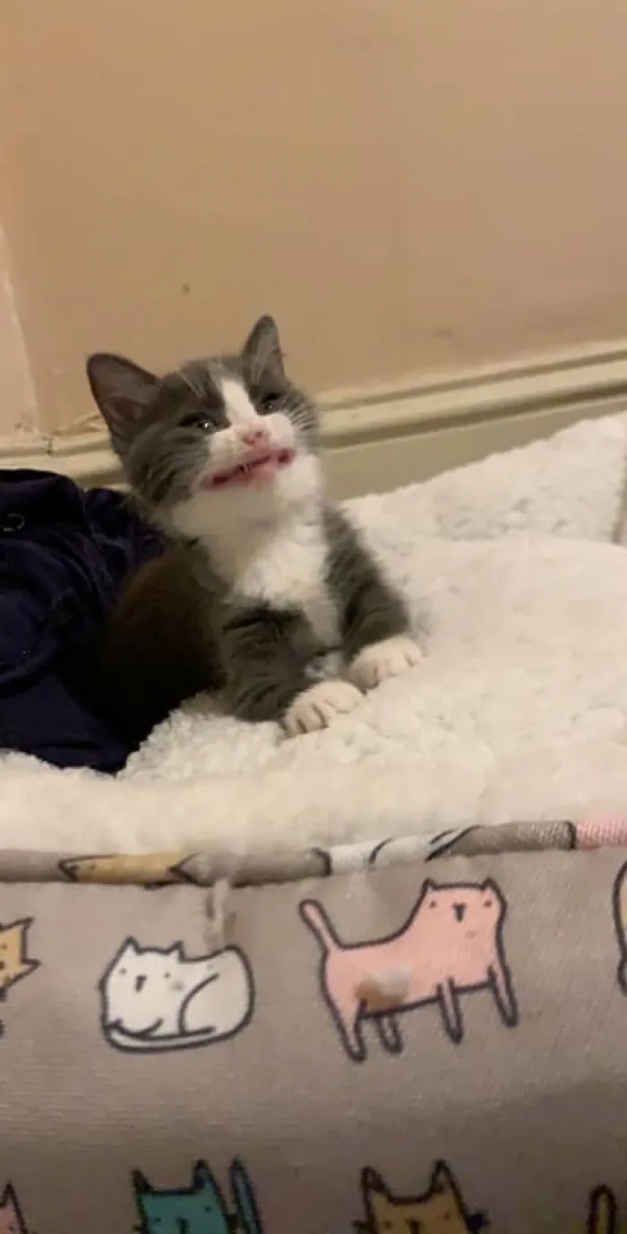 26 Fotos de gatos adorables para animarte si llevas un mal día