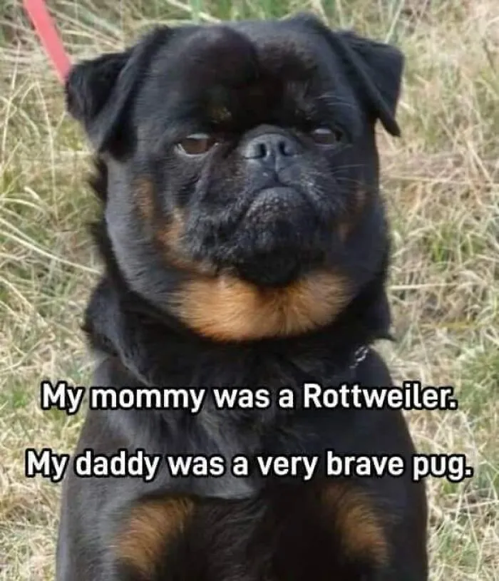 Hilarious-Dog-Memes