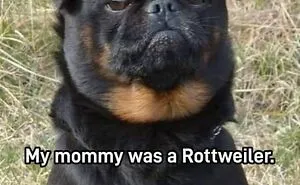 50 Soul-Healing Dog Memes That Are Cute And Funny At The Same Time