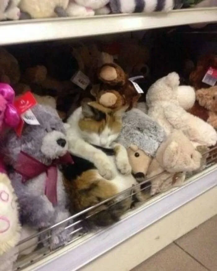 50 Magical Photos That Prove Cats Are Truly A Blessing, As Shared On This Instagram Page