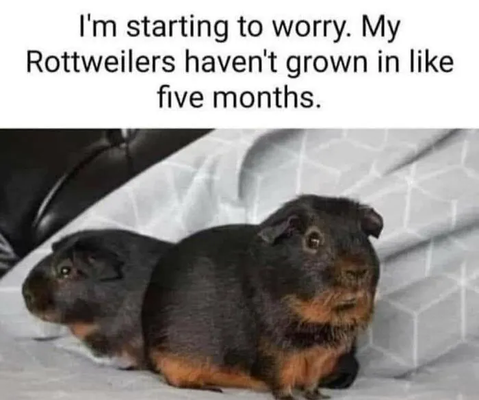 ‘Animals With Vibing Auras’: 50 Hilarious Pics Of Creatures Doing Random Things