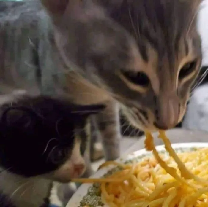 26 Fotos de gatos adorables para animarte si llevas un mal día