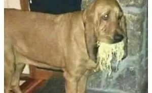 ‘Animals With Vibing Auras’: 50 Hilarious Pics Of Creatures Doing Random Things