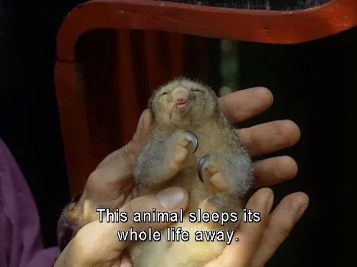 ‘Animals With Vibing Auras’: 50 Hilarious Pics Of Creatures Doing Random Things