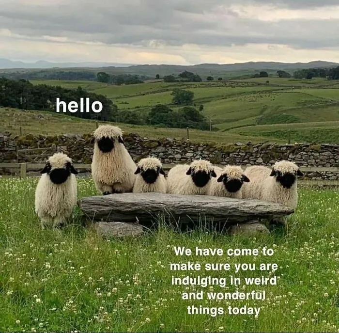 ‘Animals With Vibing Auras’: 50 Hilarious Pics Of Creatures Doing Random Things