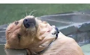 50 Soul-Healing Dog Memes That Are Cute And Funny At The Same Time