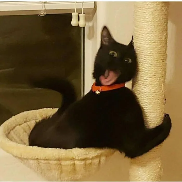 26 Fotos de gatos adorables para animarte si llevas un mal día