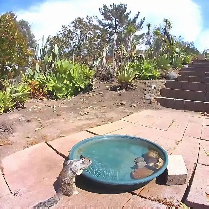 Esta mujer puso una fuente de agua con una cámara en su jardín, y aquí tienes 24 nuevas fotos de quienes la visitan regularmente