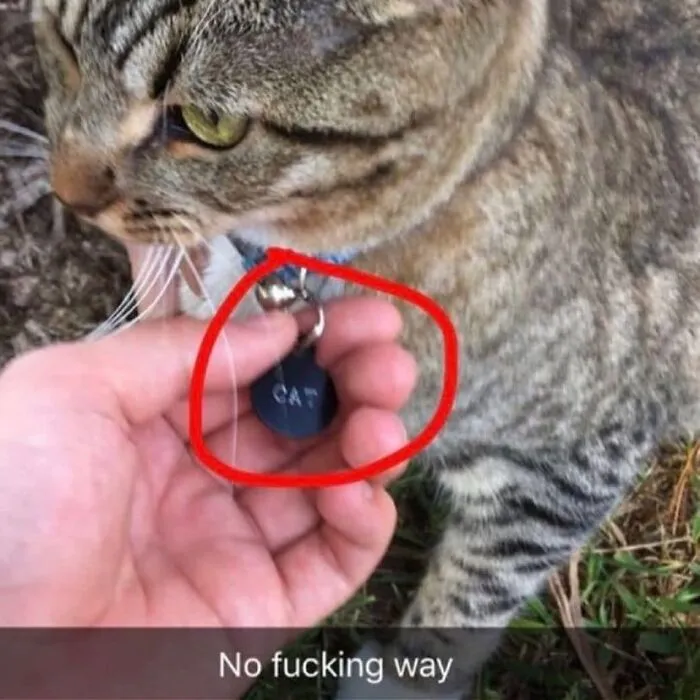If You're Having A Rough Day, These 50 Wholesome Cat Pics And Memes May Cheer You Up