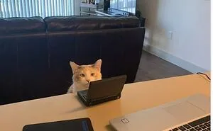 If You're Having A Rough Day, These 50 Wholesome Cat Pics And Memes May Cheer You Up
