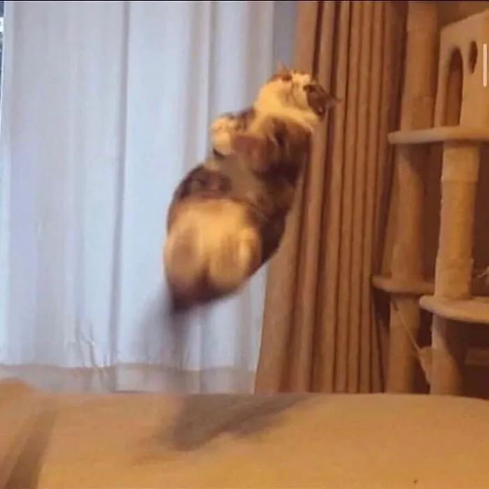 26 Fotos de gatos adorables para animarte si llevas un mal día