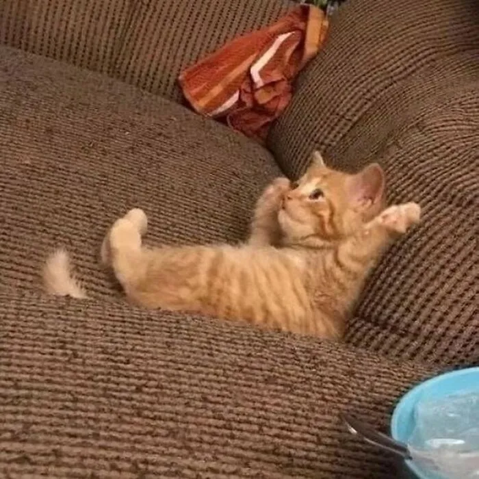 50 Magical Photos That Prove Cats Are Truly A Blessing, As Shared On This Instagram Page