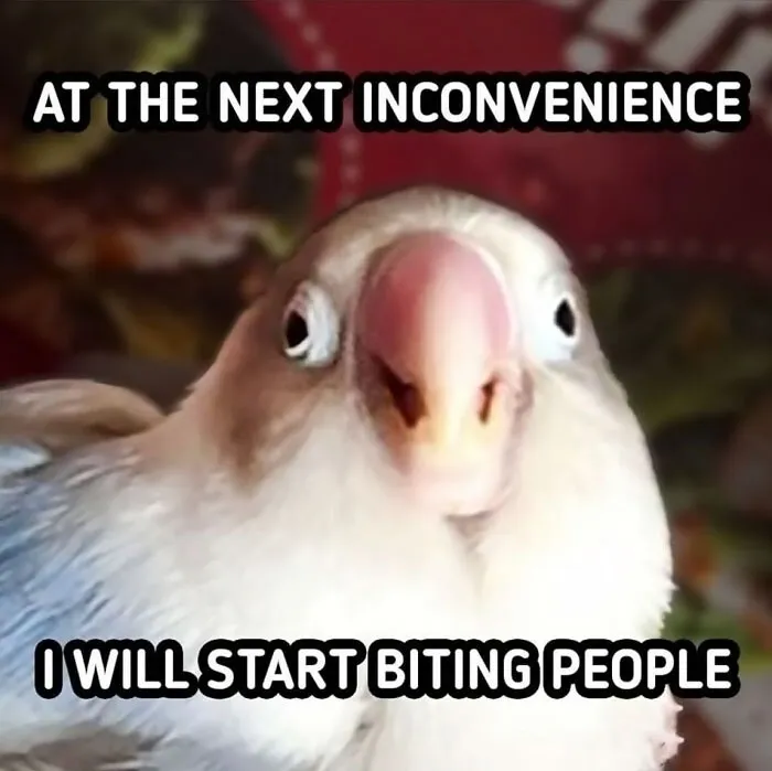 ‘Animals With Vibing Auras’: 50 Hilarious Pics Of Creatures Doing Random Things