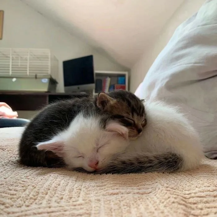 50 Magical Photos That Prove Cats Are Truly A Blessing, As Shared On This Instagram Page
