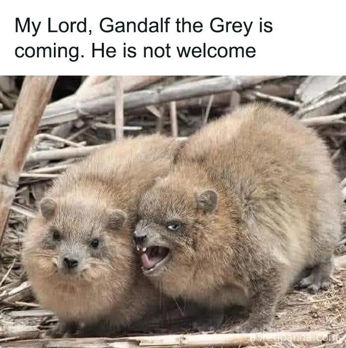 "One Meme To Rule Them All": 50 Hilarious LOTR Memes from Dedicated Fans