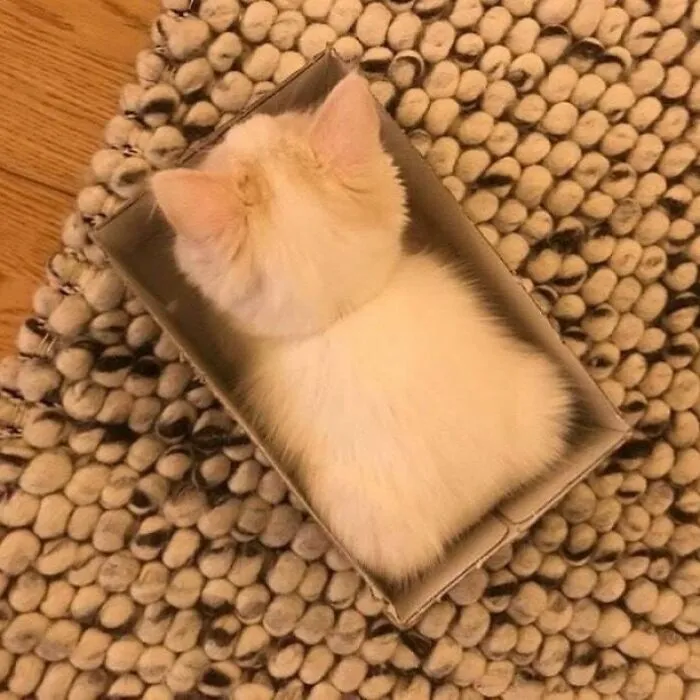 50 Magical Photos That Prove Cats Are Truly A Blessing, As Shared On This Instagram Page