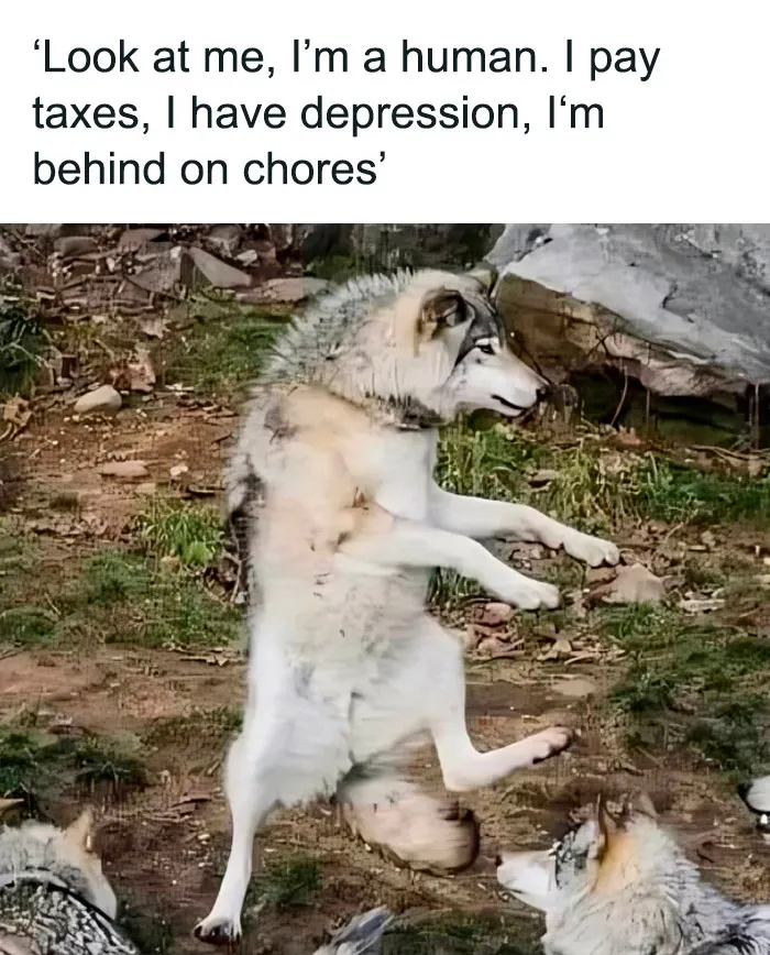 ‘Animals With Vibing Auras’: 50 Hilarious Pics Of Creatures Doing Random Things