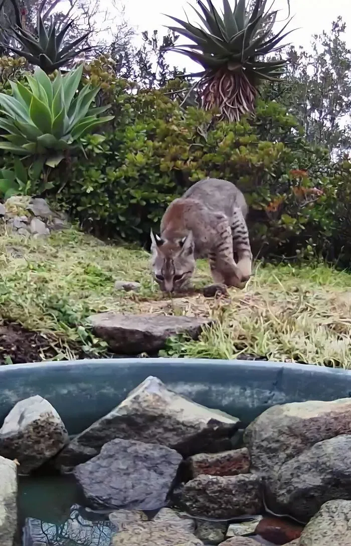 Esta mujer puso una fuente de agua con una cámara en su jardín, y aquí tienes 24 nuevas fotos de quienes la visitan regularmente