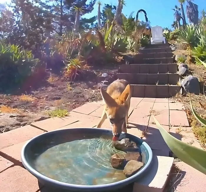 Esta mujer puso una fuente de agua con una cámara en su jardín, y aquí tienes 24 nuevas fotos de quienes la visitan regularmente