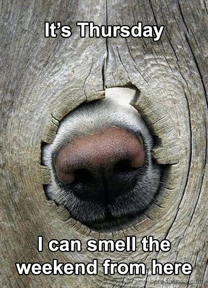 “I Can Smell the Weekend from Here”