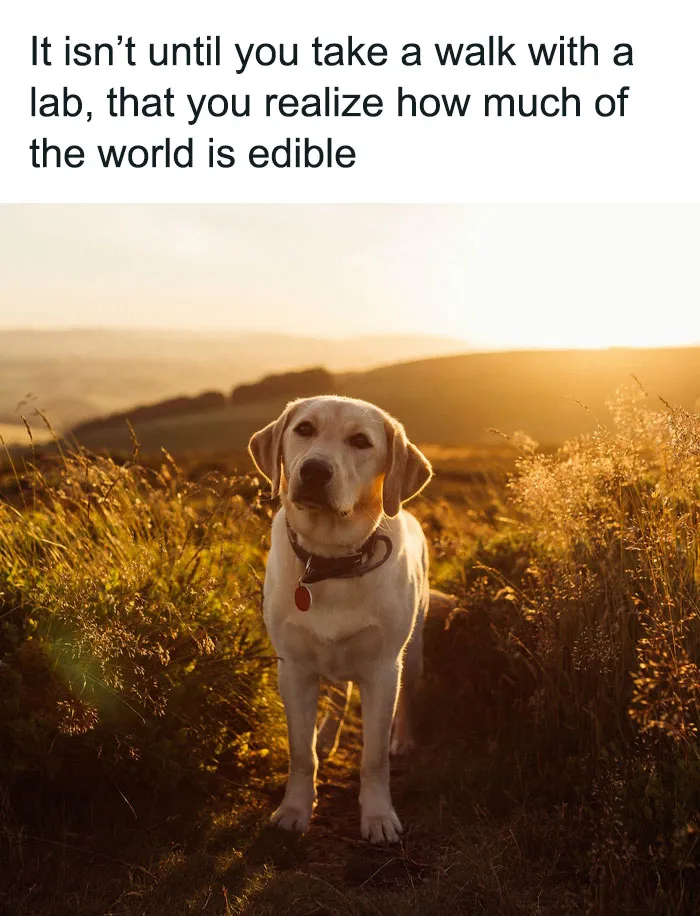50 Soul-Healing Dog Memes That Are Cute And Funny At The Same Time