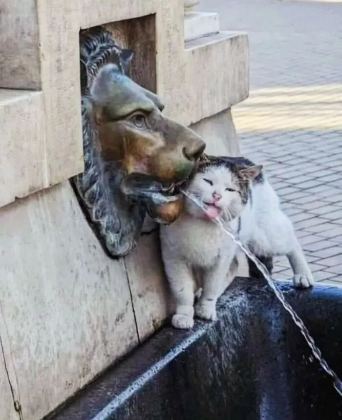 This Account Shared 29 Amusing Street Photos Featuring Cats