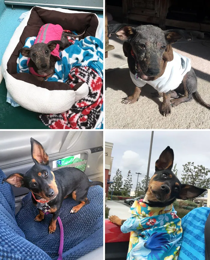 Before And After. We Adopted Lily From A Humane Society Near Los Angeles Six Years Ago. Now Lily Is The Happiest Little Girl